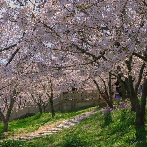 盛不盛开，花都是花,花亦花