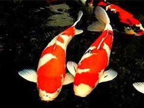 种植系统遇锦鲤我在荒年养全村,遇锦鲤种植系统，我养全村共度难关